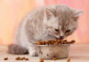 makanan yang baik untuk anak kucing