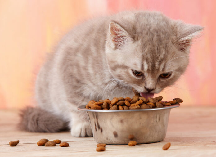 makanan yang baik untuk anak kucing